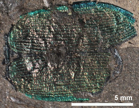 Hóa thạch tìm thấy ở Idaho, Mĩ có liên đại 15 triệu năm