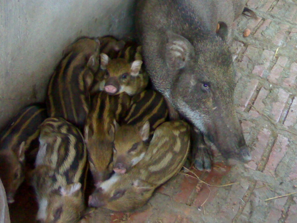 Bỗng chốc, khoảng vườn trước và sau nhà trước đây chỉ trồng vài loại cây hoa quả để ăn trở thành một trang trại đông đúc với nhím, lợn rừng 