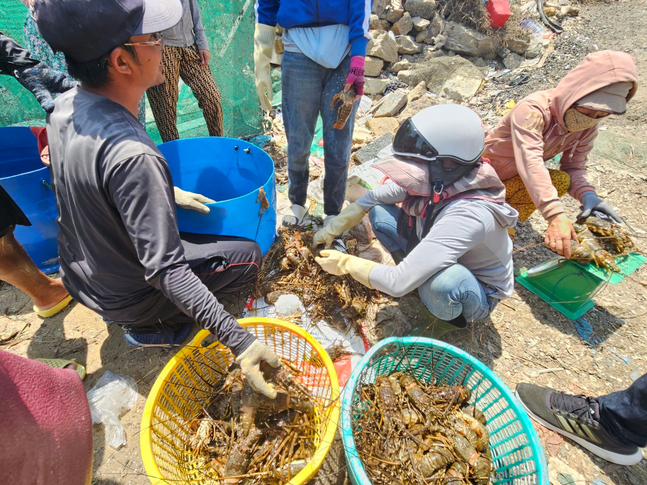 Tôm hùm nuôi của người dân xã Xuân Thịnh bị chết đột ngột do thời tiết. Ảnh: M.N.