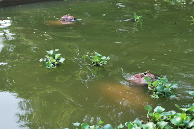 Đặc công nước luyện tập