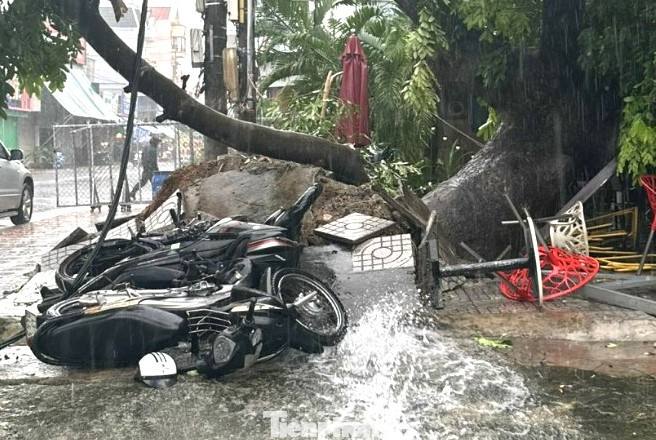 Cây xanh đè lên xe máy Cây xanh đè lên xe máy