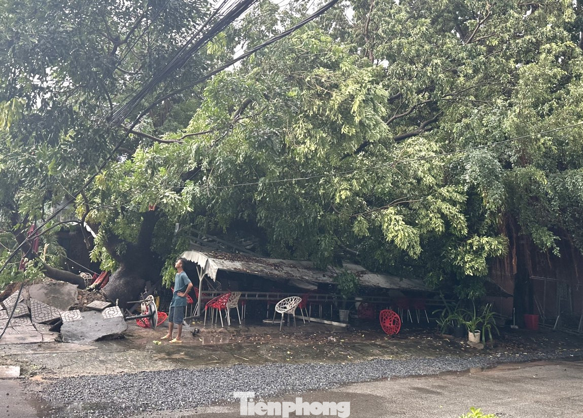 Cây xanh cổ thụ đè lên quán cà phê Cây xanh cổ thụ đè lên quán cà phê