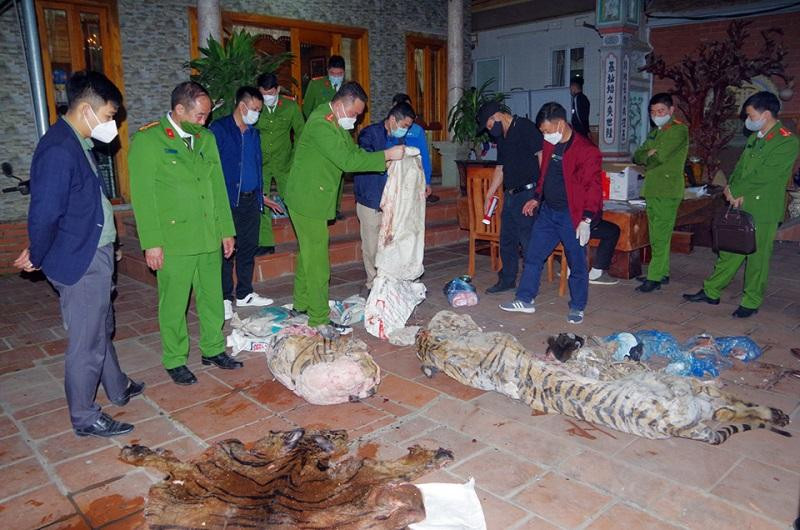 Cá thể Hổ phát hiện tại nhà ông Quân. Ảnh: CAND Cá thể Hổ phát hiện tại nhà ông Quân. Ảnh: CAND