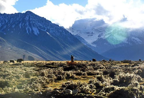 Loài rắn sống ở mái nhà thế giới nắm bí mật sinh tồn của con người? ảnh 1