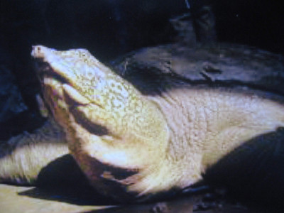 Rùa Đồng Mô. Rùa Đồng Mô