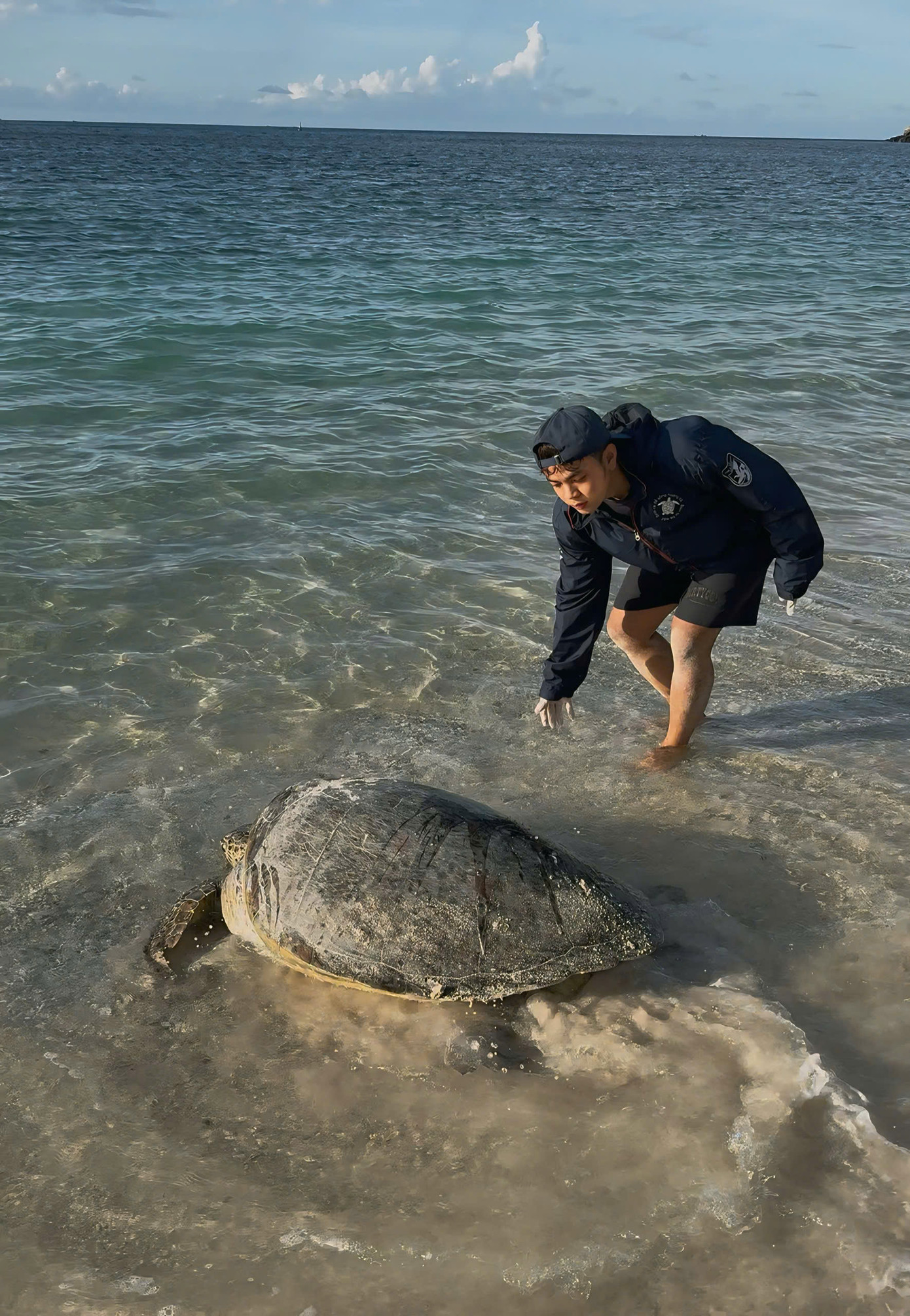 Hằng đêm, từ 19h đến 3h sáng, rùa mẹ sẽ bò lên bãi cát đẻ trứng. Công việc của các tình nguyện viên là theo dõi, hỗ trợ chuyên viên lấy trứng trực tiếp đưa vào hồ ấp tại trạm Bảy Cạnh.