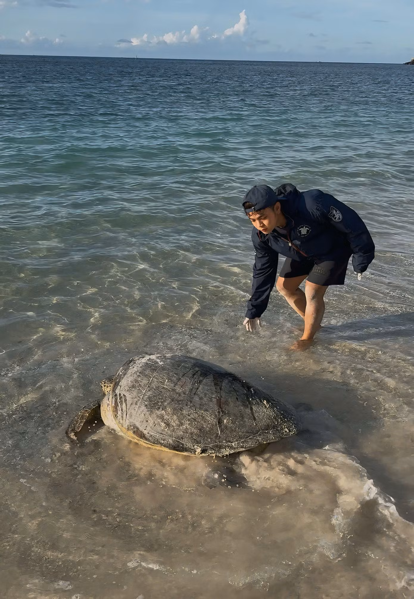 Hằng đêm, từ 19h đến 3h sáng, rùa mẹ sẽ bò lên bãi cát đẻ trứng. Công việc của các tình nguyện viên là theo dõi, hỗ trợ chuyên viên lấy trứng trực tiếp đưa vào hồ ấp tại trạm Bảy Cạnh.