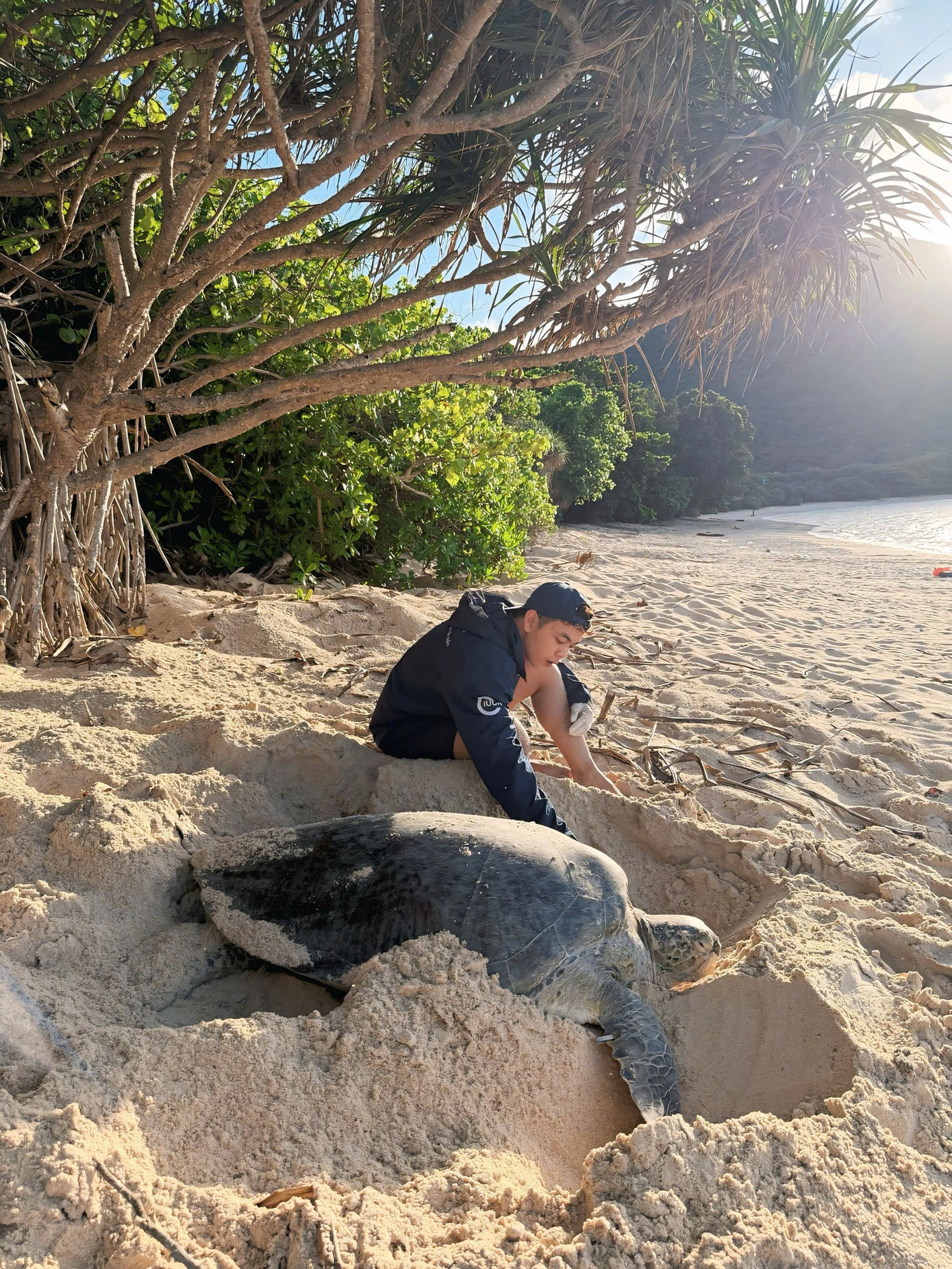 Hằng đêm, từ 19h đến 3h sáng, rùa mẹ sẽ bò lên bãi cát đẻ trứng. Công việc của các tình nguyện viên là theo dõi, hỗ trợ chuyên viên lấy trứng trực tiếp đưa vào hồ ấp tại trạm Bảy Cạnh.