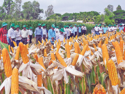 Ruộng ngô của ông Nguyễn Hữu Tường, 46 tuổi, ở ấp 2, xã Nhơn Hội (An Phú, An Giang) năng suất 12 tấn/ha. ẢNH: HOÀ HỘI. Ruộng ngô của ông Nguyễn Hữu Tường, 46 tuổi, ở ấp 2, xã Nhơn Hội (An Phú, An Giang) năng suất 12 tấn/ha. ẢNH: HOÀ HỘI