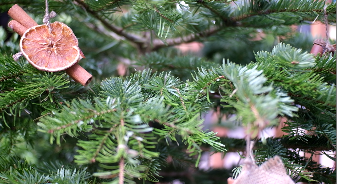 Thông Đan Mạch có ưu điểm có tán dày, đều, lá dài và màu sắc tươi hơn nên giá cao hơn so với thông Nga. Thông Đan Mạch có ưu điểm có tán dày, đều, lá dài và màu sắc tươi hơn nên giá cao hơn so với thông Nga.