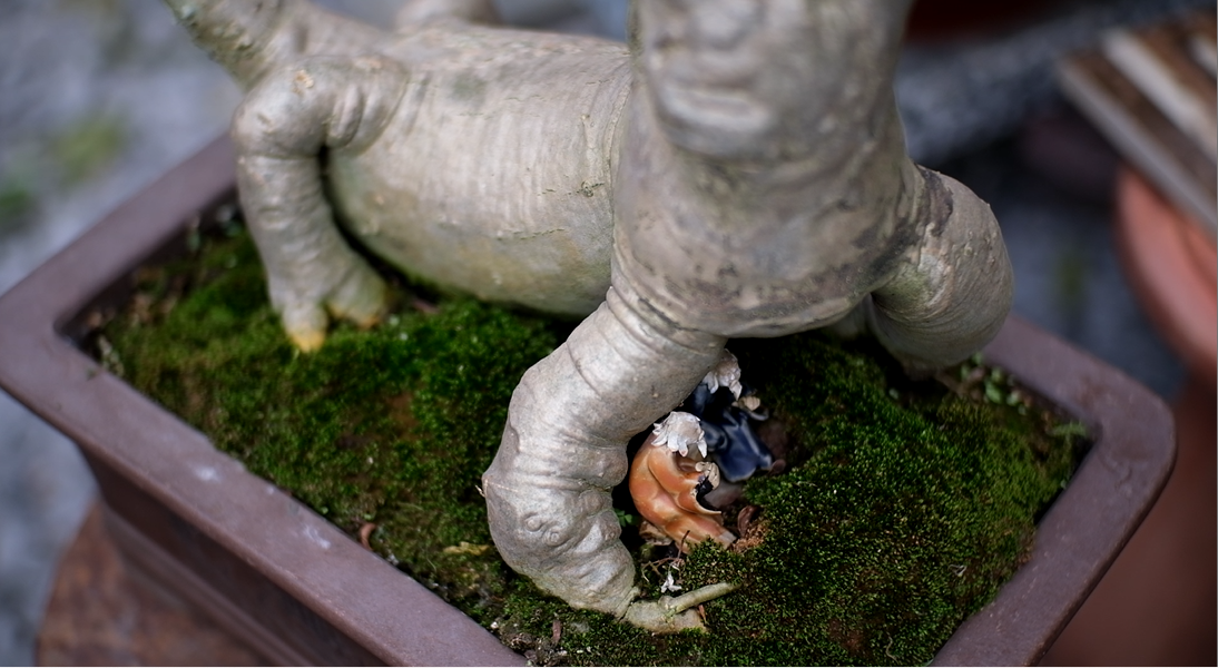 Gốc hoa sứ bonsai hàng chục năm tuổi được nghệ nhân tạo hình độc đáo.