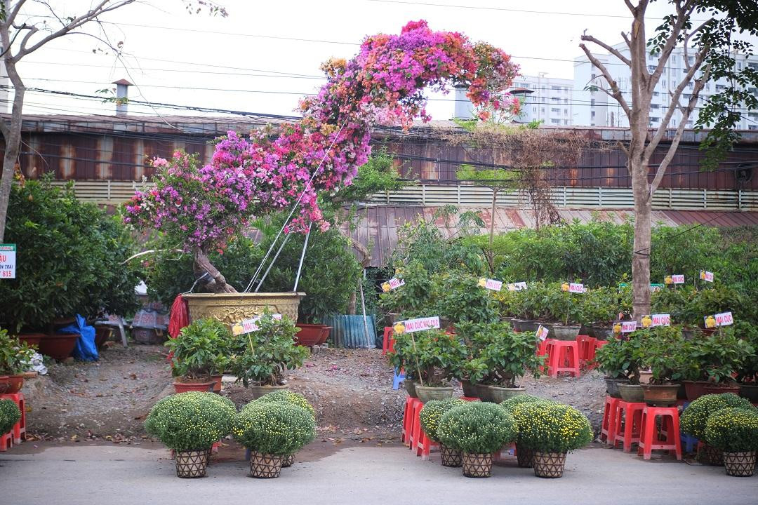 Chậu bonsai hoa giấy thế "Rồng bay" độc đáo ra mắt Tết Nhâm Dần 2022.