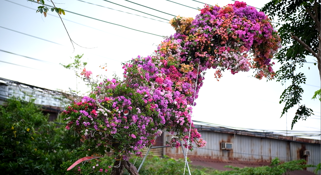 Chậu bonsai hoa giấy thế "Rồng bay" có tổng trọng lượng cả chậu khoảng 500kg.