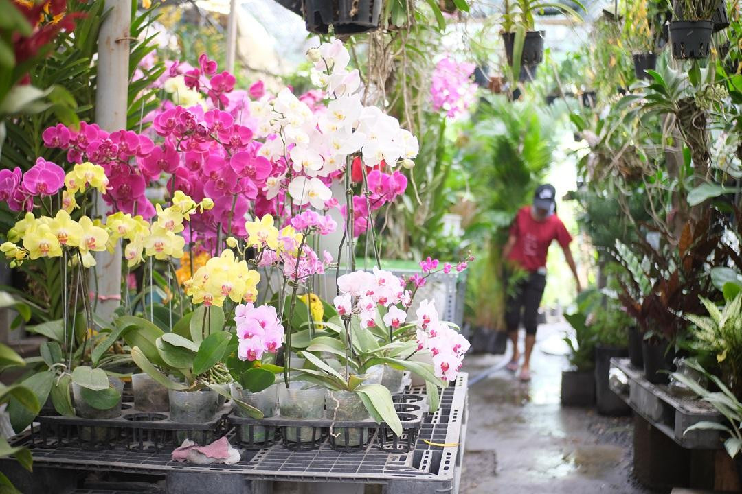 Nhiều cửa hàng cây kiểng đã chủ động nhập hoa Lan Hồ Điệp sớm để phục vụ nhu cầu mua sớm của người dân. Nhiều cửa hàng cây kiểng đã chủ động nhập hoa Lan Hồ Điệp sớm để phục vụ nhu cầu mua sớm của người dân.