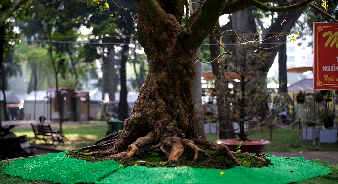 Gốc mai cổ thụ có chiều cao 4,5m và tán lá có đường kính 5,5m. Bộ rễ hiện đã xù lên, rễ quấn tròn đều quanh bầu khoảng 1m, rễ ăn sâu 3m tại vườn. Gốc mai cổ thụ có chiều cao 4,5m và tán lá có đường kính 5,5m. Bộ rễ hiện đã xù lên, rễ quấn tròn đều quanh bầu khoảng 1m, rễ ăn sâu 3m tại vườn.