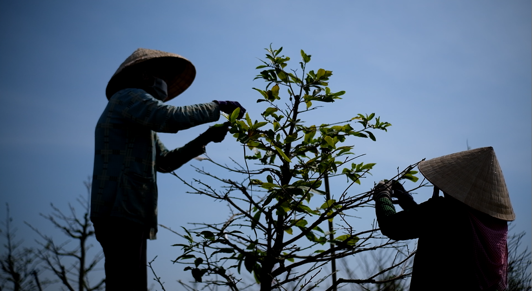 Bà Lê Thị Tuyến 57 tuổi, ngụ xã Bình Lợi, huyện Bình Chánh, cho biết bà đã gắn bó với cây mai suốt cả năm, làm đủ các công đoạn như tỉa cành, làm cỏ, trồng mai tại vườn. Từ rằm tháng Chạp thì bà vặt lá mai, làm khoảng 7 ngày là xong. “Hồi đó, tới ngày này, đông người làm nên không khí nhộn nhịp, đông vui lắm nhưng giờ thì thấy đìu hiu, tôi mong cho dịch COVID-19 mau chóng chấm dứt để không khí làng mai lại nhộn nhịp như trước”, bà Tuyến bộc bạch. Bà Lê Thị Tuyến 57 tuổi, ngụ xã Bình Lợi, huyện Bình Chánh, cho biết bà đã gắn bó với cây mai suốt cả năm, làm đủ các công đoạn như tỉa cành, làm cỏ, trồng mai tại vườn. Từ rằm tháng Chạp thì bà vặt lá mai, làm khoảng 7 ngày là xong. “Hồi đó, tới ngày này, đông người làm nên không khí nhộn nhịp, đông vui lắm nhưng giờ thì thấy đìu hiu, tôi mong cho dịch COVID-19 mau chóng chấm dứt để không khí làng mai lại nhộn nhịp như trước”, bà Tuyến bộc bạch.