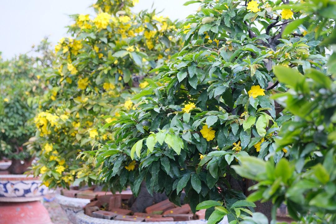 Ghi nhận tại vườn mai Phương Bình, có khoảng 15% số mai trong vườn đã đồng loạt nở hé nụ, nở bông sớm. Ghi nhận tại vườn mai Phương Bình, có khoảng 15% số mai trong vườn đã đồng loạt nở hé nụ, nở bông sớm.