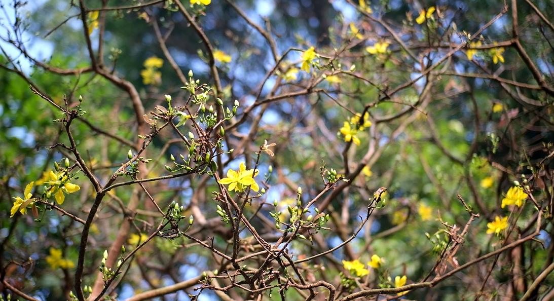 Hiện, cây mai đang trổ bông, nụ rất đẹp. Hiện, cây mai đang trổ bông, nụ rất đẹp.