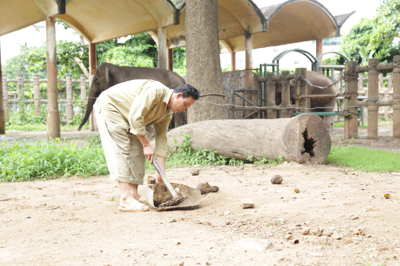 Ông Mai Khắc Trung Trực, Giám đốc xí nghiệp động vật Thảo Cầm Viên Sài Gòn cho biết, tỷ lệ tiêu hóa lý tưởng để tạo giấy có voi, tê giác và hà mã. Tuy nhiên, hà mã thải dưới nước nên khó thu phân lại, trong khi tê giác có thời gian lưu trữ thức ăn lâu trong cơ thể nên chất thải nặng mùi. Ông Mai Khắc Trung Trực, Giám đốc xí nghiệp động vật Thảo Cầm Viên Sài Gòn cho biết, tỷ lệ tiêu hóa lý tưởng để tạo giấy có voi, tê giác và hà mã. Tuy nhiên, hà mã thải dưới nước nên khó thu phân lại, trong khi tê giác có thời gian lưu trữ thức ăn lâu trong cơ thể nên chất thải nặng mùi.