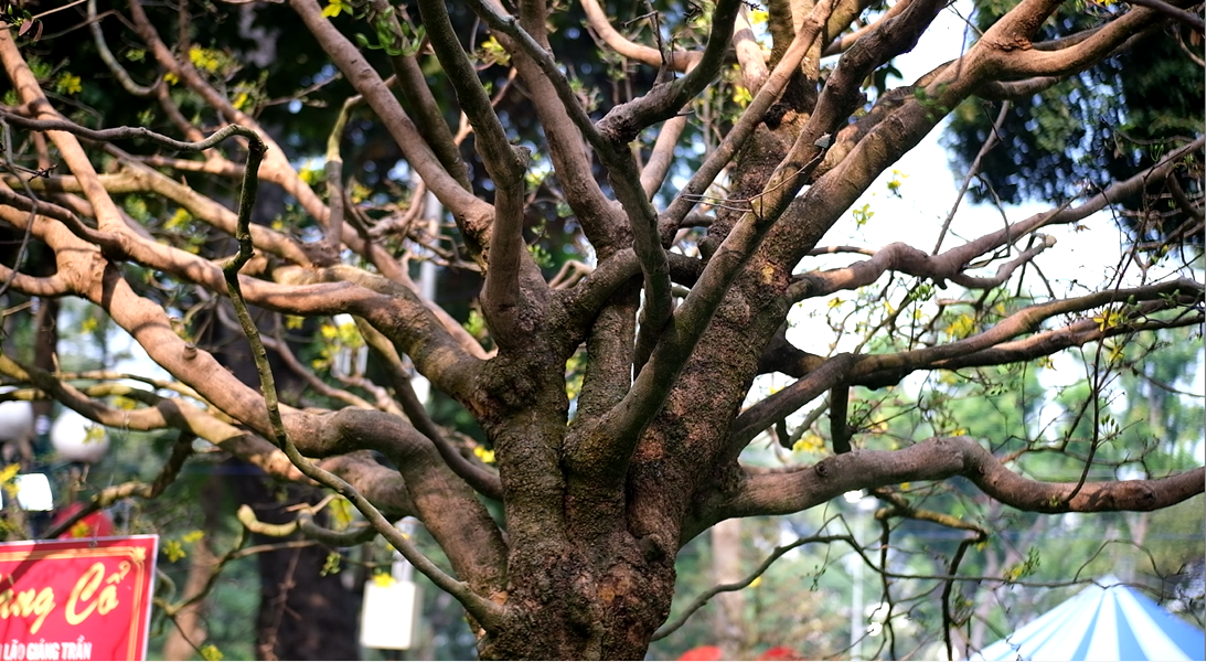 Cây mai cổ thụ có nhiều tán với gốc to. Cây mai cổ thụ có nhiều tán với gốc to.