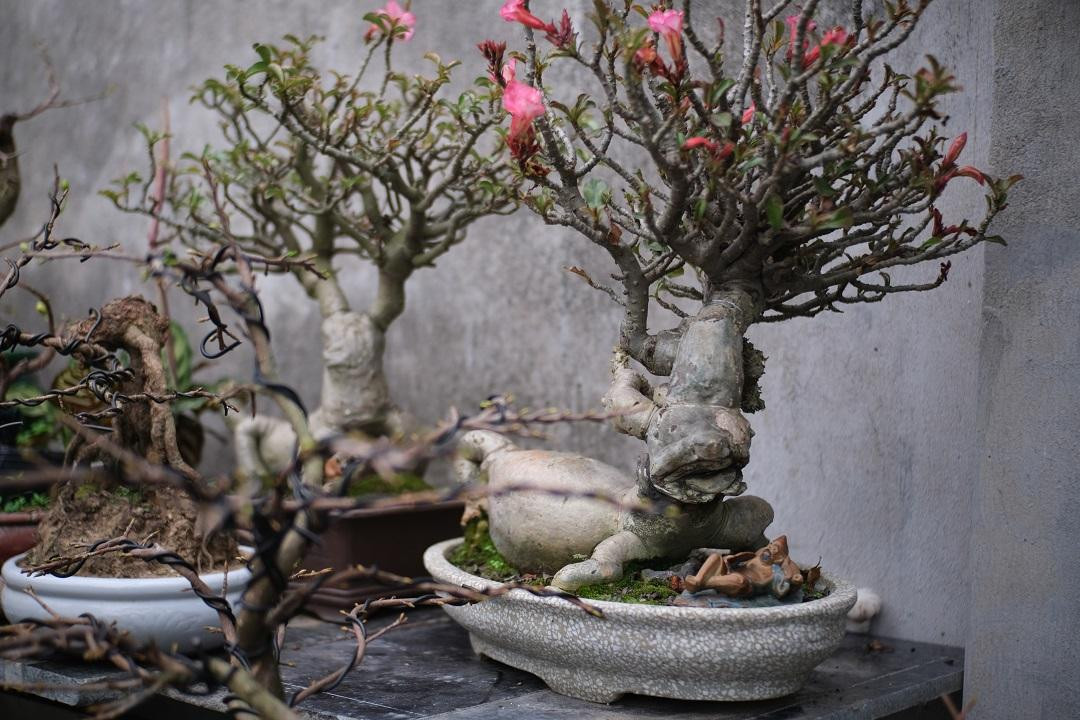 Hai chậu hoa sứ bonsai tạo hình linh vật hơn 50 năm tuổi, được chủ nhân rao bán với giá từ 20-25 triệu đồng.