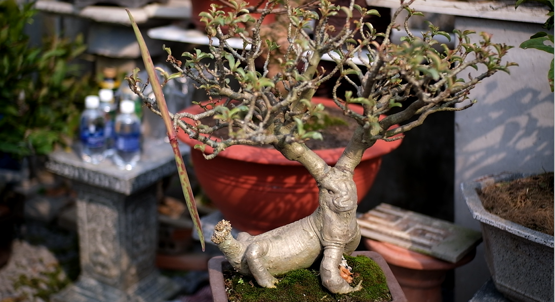 "Nhìn những cây bonsai nhỏ nhưng mang giá trị lớn vì chủ nhân của nó phải mất cả chục năm uốn nắn và chăm sóc, tạo cho cây một thế "độc" để không có cây nào giống được", anh Nguyễn Hữu Quyền, một người đang rao bán hoa sứ bonsai gốc cổ thụ chơi Tết chia sẻ với PV Tiền Phong.