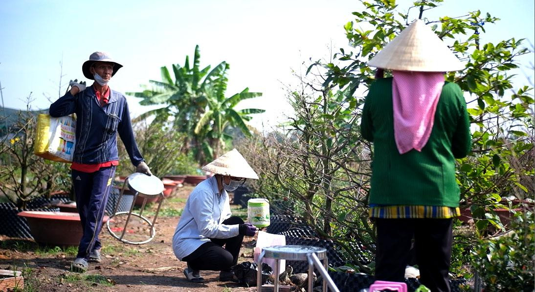 Năm nay, do sức mua mai Tết giảm, nhiều nhà vườn hạn chế thuê nhân công mà tận dụng những người chăm mai tại vườn làm luôn công việc này để giảm bớt chi phí. Năm nay, do sức mua mai Tết giảm, nhiều nhà vườn hạn chế thuê nhân công mà tận dụng những người chăm mai tại vườn làm luôn công việc này để giảm bớt chi phí.