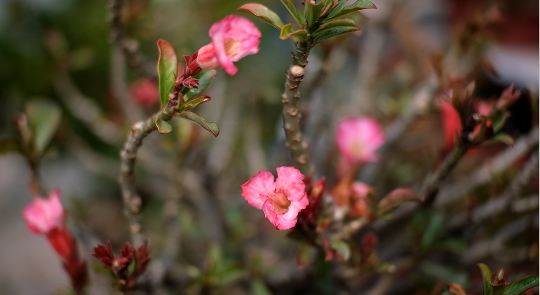Những cây sứ bonsai trong vườn anh Nguyễn Hữu Quyền được đánh giá cao bởi hình thù rất lạ mắt, cây sứ này luôn trổ đầy hoa đã tạo thêm sức hút với khách tham quan.