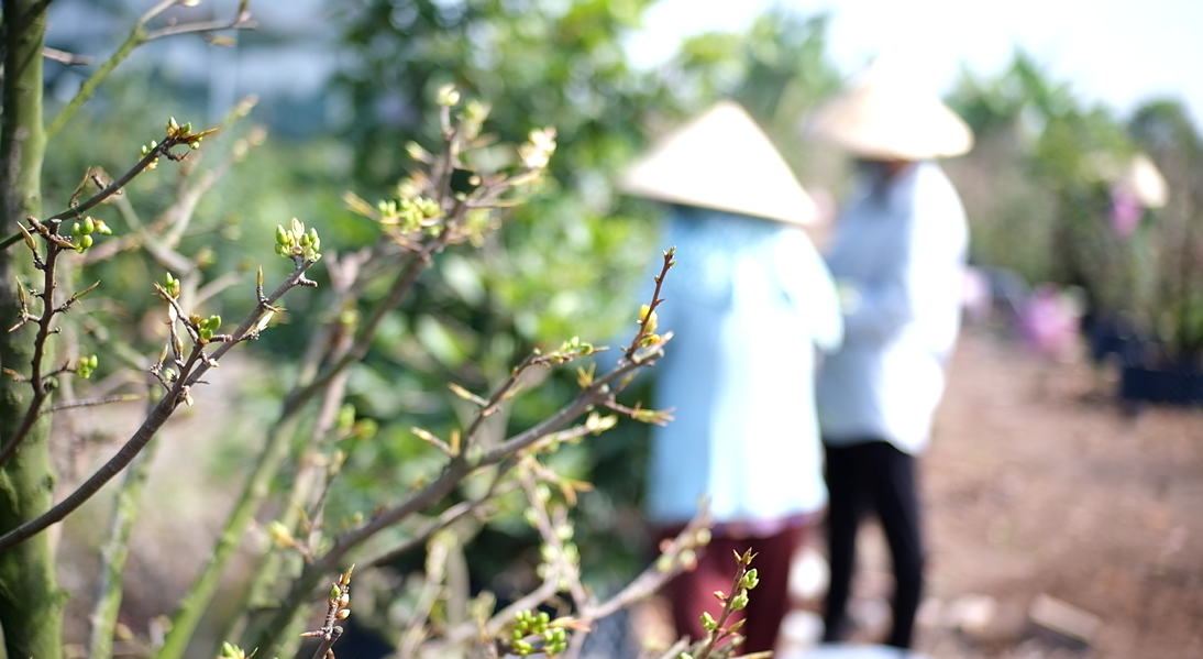 Theo các chủ vườn, giá mai năm nay dự đoán sẽ giảm so với năm trước. Theo các chủ vườn, giá mai năm nay dự đoán sẽ giảm so với năm trước.