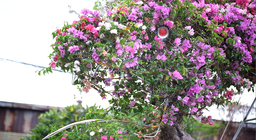 Nhà vườn đã gắn thêm chi tiết như mắt, lưỡi,...để bonsai hoa giấy thế "Rồng bay" thêm phần bắt mắt, thu hút khách hàng.