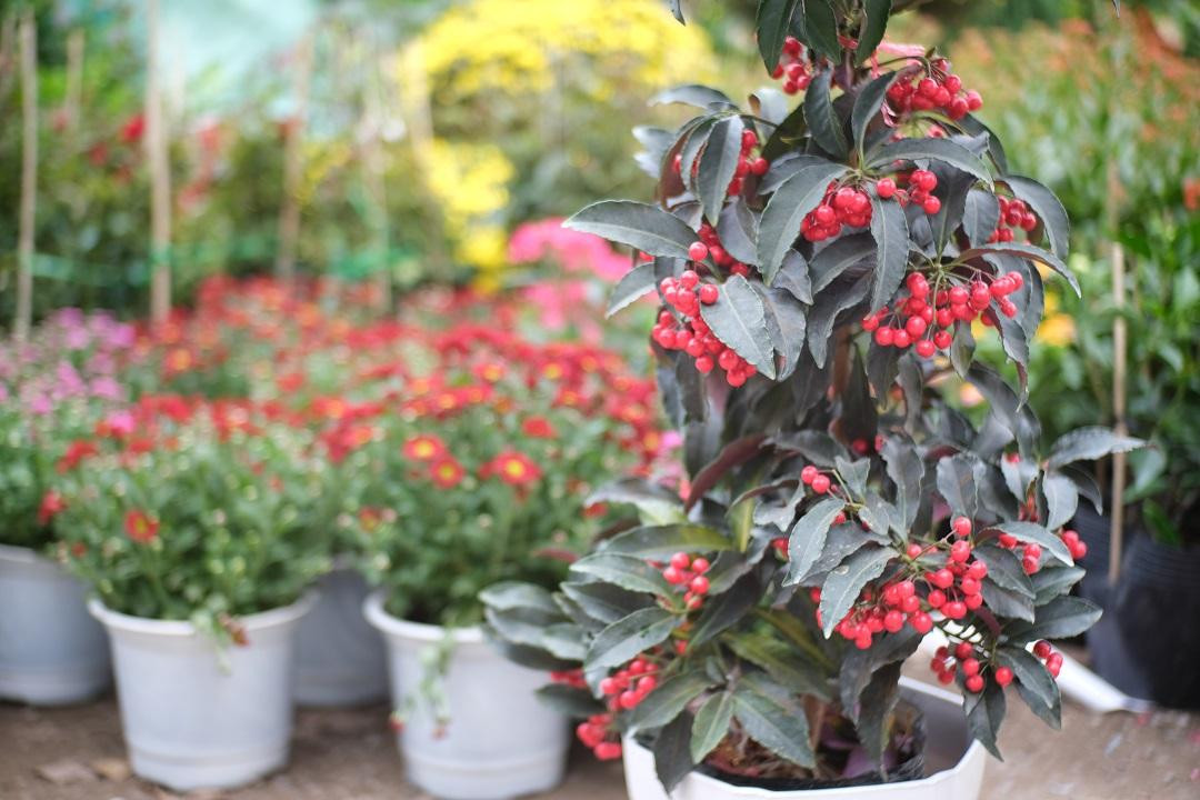 Kim ngân lượng có giá từ 250.000 - 300.000 đồng/chậu Kim ngân lượng có giá từ 250.000 - 300.000 đồng/chậu