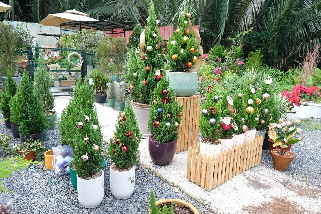 Những chậu cây tùng có hình dáng như cây thông Noel thu nhỏ thu hút nhiều khách hàng mua dịp Giáng sinh.