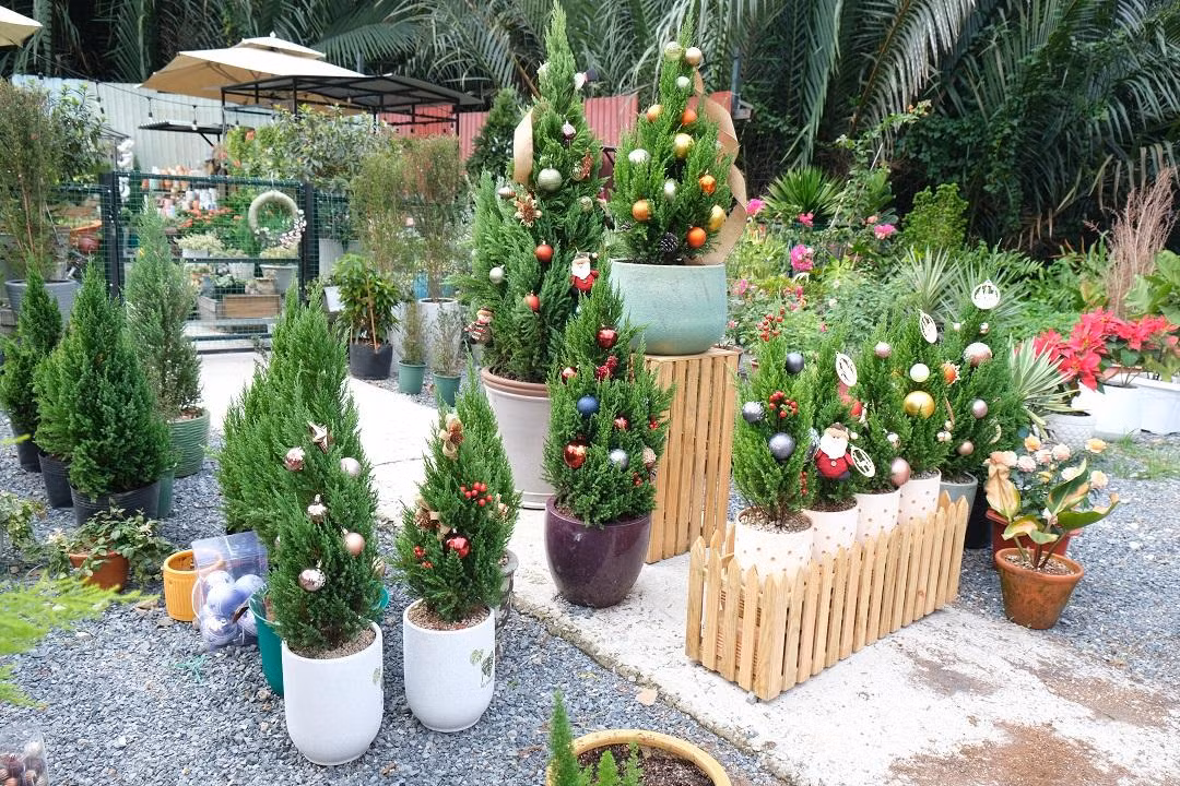 Những chậu cây tùng có hình dáng như cây thông Noel thu nhỏ thu hút nhiều khách hàng mua dịp Giáng sinh. Những chậu cây tùng có hình dáng như cây thông Noel thu nhỏ thu hút nhiều khách hàng mua dịp Giáng sinh.