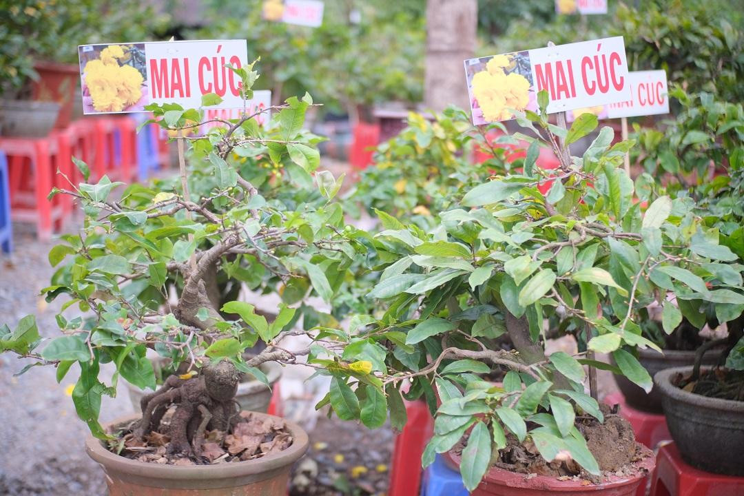 Mai cúc có giá từ 2-12 triệu đồng/chậu. Mai cúc có giá từ 2-12 triệu đồng/chậu.