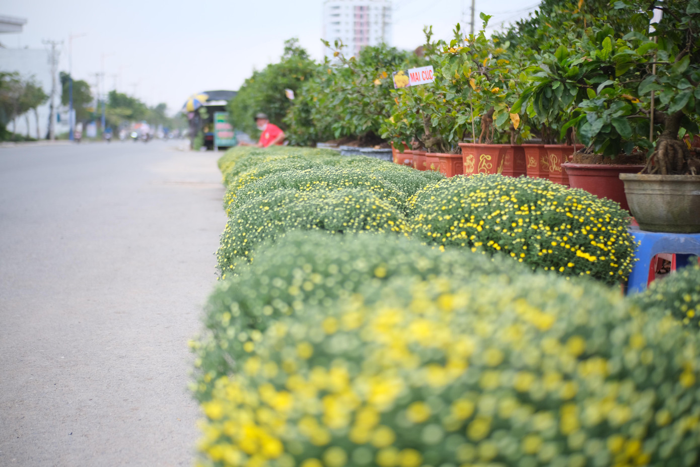 Cúc mâm xôi có giá 400.000 đồng/cặp. Cúc mâm xôi có giá 400.000 đồng/cặp.