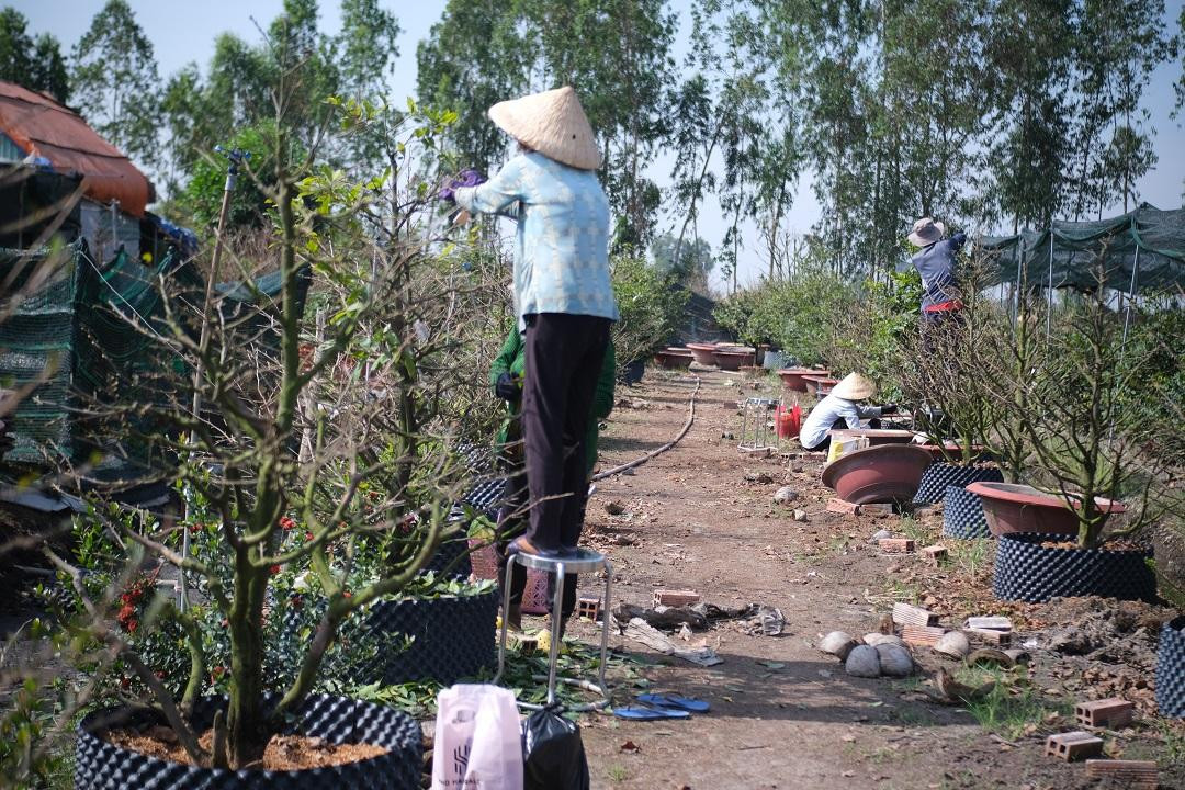 Vườn mai rộng lớn nhưng chỉ có vài người vặt. Vườn mai rộng lớn nhưng chỉ có vài người vặt.