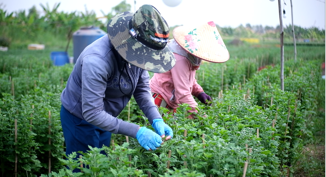 Lo ngại ảnh hưởng dịch COVID-19 đến thị trường tiêu thụ dịp tết, nhiều nhà vườn ở TP.HCM chủ động giảm số lượng hoa Tết. Lo ngại ảnh hưởng dịch COVID-19 đến thị trường tiêu thụ dịp tết, nhiều nhà vườn ở TP.HCM chủ động giảm số lượng hoa Tết.