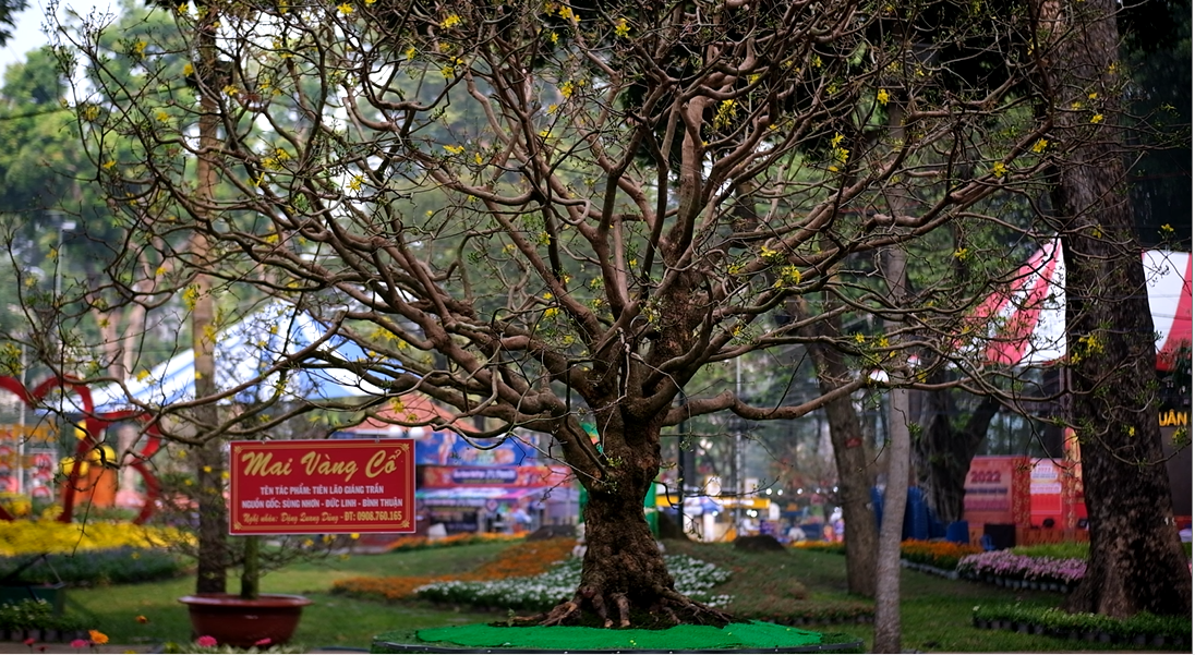 Chia sẻ về quá trình đưa "siêu phẩm" tham gia Hội Hoa xuân Tao Đàn, anh Dũng và những người bạn đã mất nhiều ngày đưa cây mai lên nhưng không bị ảnh hưởng đến bộ rễ. Sau đó, cây từ huyện Đức Linh (Bình Định) di chuyển đến TP.HCM mất khoảng 6 tiếng đồng hồ và phải thuê xe cẩu 15 tấn. Chia sẻ về quá trình đưa "siêu phẩm" tham gia Hội Hoa xuân Tao Đàn, anh Dũng và những người bạn đã mất nhiều ngày đưa cây mai lên nhưng không bị ảnh hưởng đến bộ rễ. Sau đó, cây từ huyện Đức Linh (Bình Định) di chuyển đến TP.HCM mất khoảng 6 tiếng đồng hồ và phải thuê xe cẩu 15 tấn.