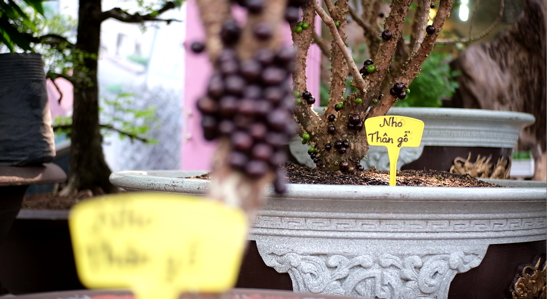 Cây nho thân gỗ có giá từ 15-30 triệu đồng.