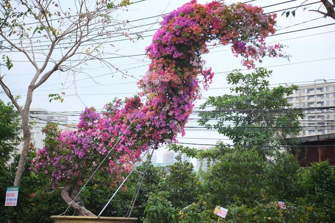 Cây bonsai hoa giấy ngũ sắc đã trên 30 năm tuổi, được tạo thế “Rồng bay” với gốc to, chiều dài từ đầu rồng đến đuôi rồng khoảng hơn 4m.