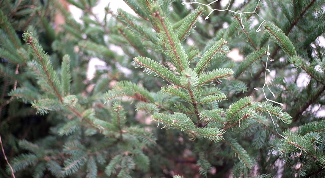 Thông tươi nhập khẩu ở Nga lần đầu tiên xuất hiện tại thị trường Việt Nam. Đây là loại thông rẻ, có sự cạnh tranh so với các loại thông tươi khác. Thông tươi nhập khẩu ở Nga lần đầu tiên xuất hiện tại thị trường Việt Nam. Đây là loại thông rẻ, có sự cạnh tranh so với các loại thông tươi khác.