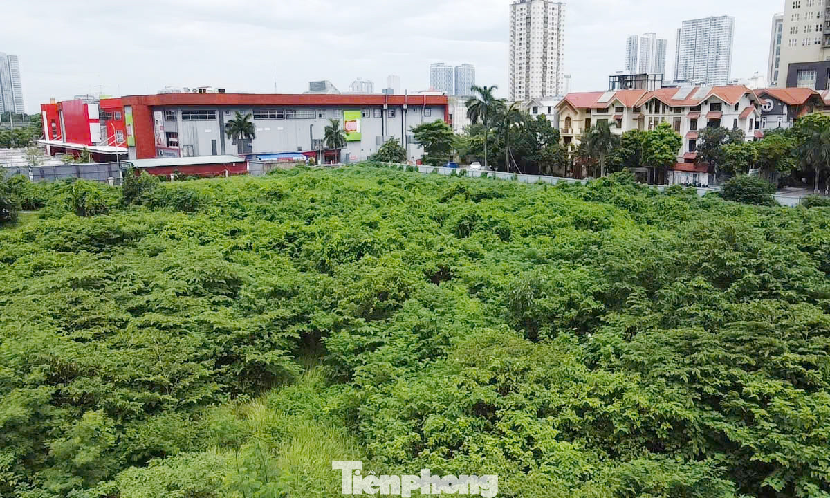 Theo giới thiệu, Tháp tài chính quốc tế là một tòa nhà văn phòng hạng A, được xây dựng theo tiêu chuẩn quốc tế, thiết kế hiện đại với các khu công năng chính là văn phòng cao cấp, trung tâm thương mại. Thế nhưng, sau 20 năm dự án vẫn "án binh bất động", khu đất thực hiện dự án như "hoá rừng", cỏ dại mọc um tùm. Theo giới thiệu, Tháp tài chính quốc tế là một tòa nhà văn phòng hạng A, được xây dựng theo tiêu chuẩn quốc tế, thiết kế hiện đại với các khu công năng chính là văn phòng cao cấp, trung tâm thương mại. Thế nhưng, sau 20 năm dự án vẫn "án binh bất động", khu đất thực hiện dự án như "hoá rừng", cỏ dại mọc um tùm.