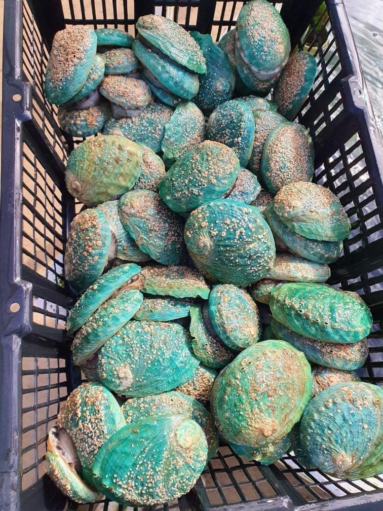 Bào ngư Bích Hổ có lớp vỏ xanh hút mắt (Ảnh: Hai San D.)