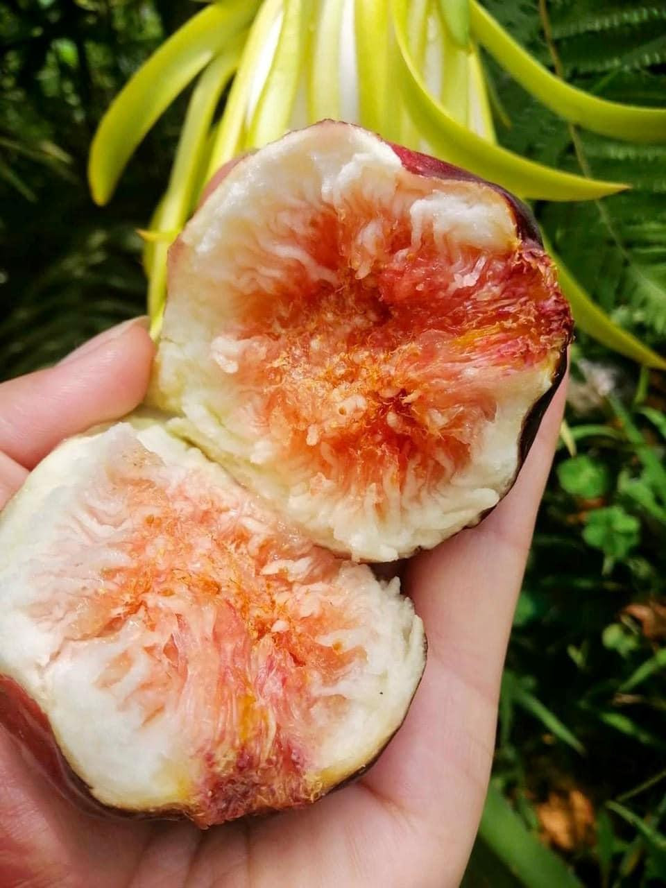 Khi bổ đôi sung Mỹ cũng có nhiều hạt giống sung ta, nhưng khi ăn thấy mềm và có mật (ảnh: Mỹ Lệ). Khi bổ đôi sung Mỹ cũng có nhiều hạt giống sung ta, nhưng khi ăn thấy mềm và có mật (ảnh: Mỹ Lệ).