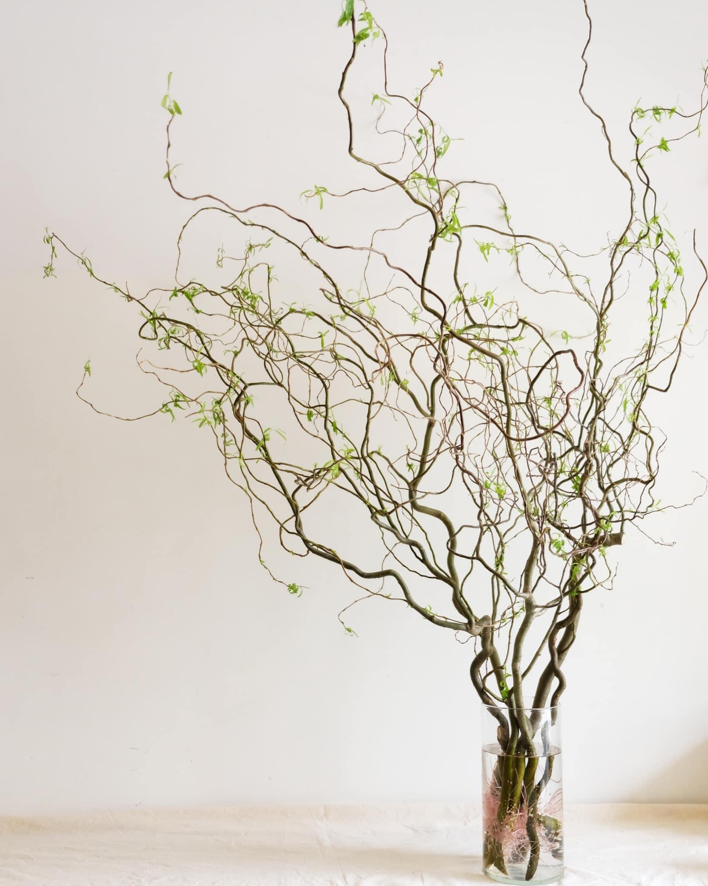 Cành Salix có nhánh xoăn tự nhiên (Ảnh: Khoi Ha). Cành Salix có nhánh xoăn tự nhiên (Ảnh: Khoi Ha).