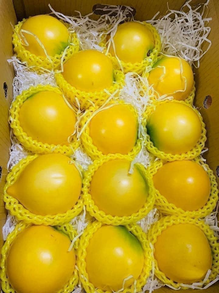 Vú sữa hoàng kim Đài Loan quả bóng, càng chín càng lên màu vàng đậm đẹp mắt (Ảnh: Dan Viet)