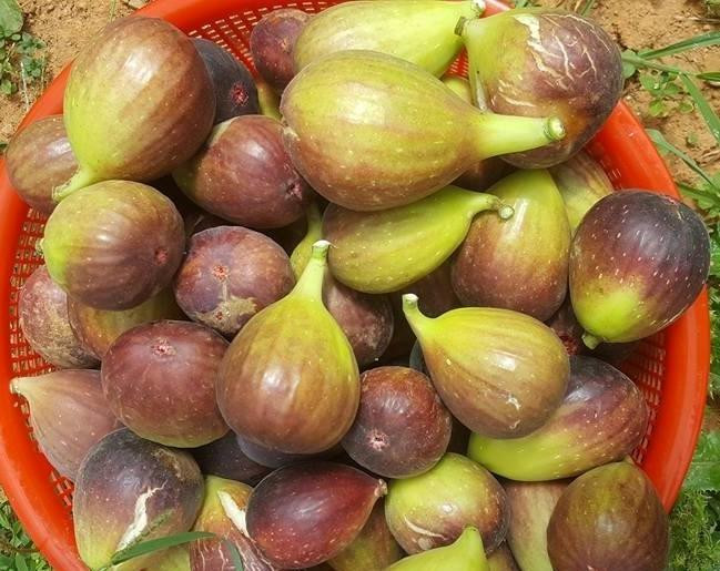 Sung Mỹ có quả to, ngọt mọng mật (ảnh: Vietnamnet). Sung Mỹ có quả to, ngọt mọng mật (ảnh: Vietnamnet).