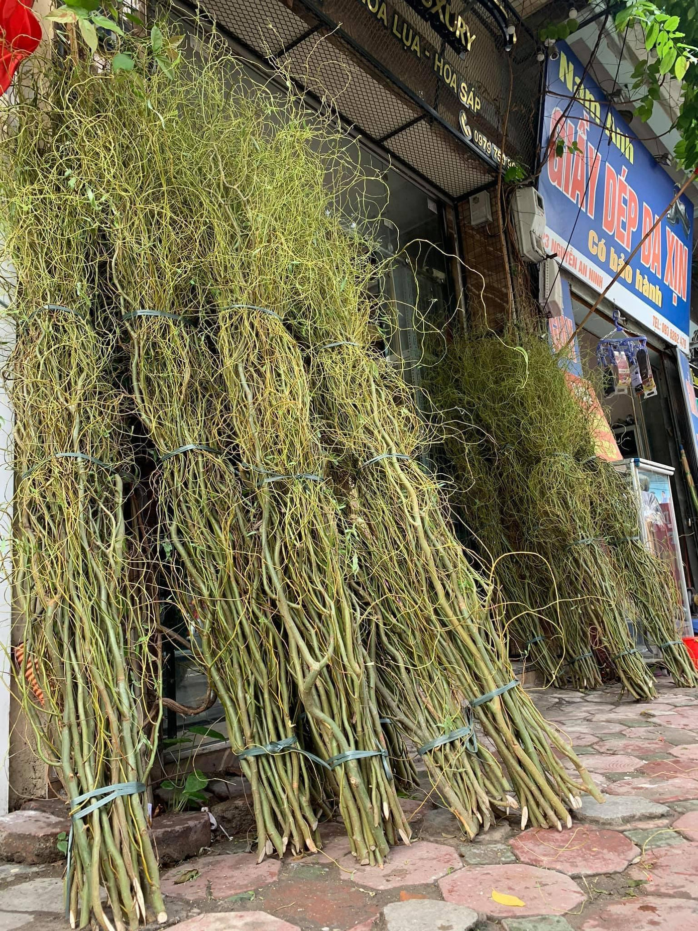 Cành dài từ 1,2 - 1,8m có giá 35.000 đồng/cành (Ảnh: Vũ Trường Giang). Cành dài từ 1,2 - 1,8m có giá 35.000 đồng/cành (Ảnh: Vũ Trường Giang).