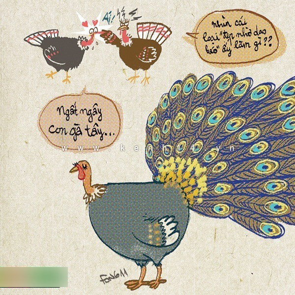 Con gà tây này đúng là đẹp 