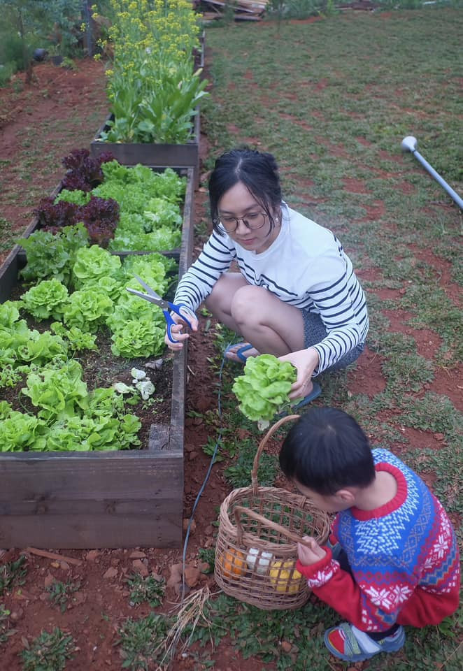 Chị Hồng Anh thường cùng con trai trồng - thu hoạch rau sạch trong vườn, cắm hoa để trang trí cho ngôi nhà. Chị Hồng Anh thường cùng con trai trồng - thu hoạch rau sạch trong vườn, cắm hoa để trang trí cho ngôi nhà.